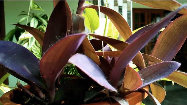 Low Cost Plants||Low Price Plants In Kerala|| Inexpensive Plants In Kerala|| Fast Growing Plants