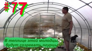 ЖНД#77.  Типа теплица своими руками из подручных материалов готова. The greenhouse with your own han