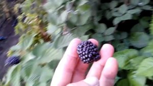 сорт ежевики прайм арк  фридом