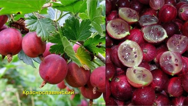 ЛУЧШИЙ СПОСОБ - КАК ИЗБАВИТЬСЯ ОТ МУЧНИСТОЙ РОСЫ