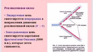Молекулярные основы репликации