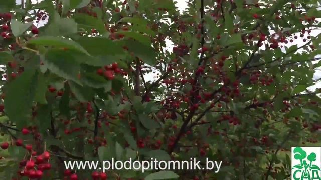 Сорта вишни белорусские, краткое описание