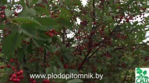 Сорта вишни белорусские, краткое описание