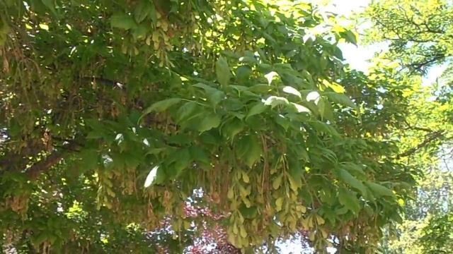 ARCE AMERICANO: Acer negundo (www.riomoros.com) смотреть онлайн