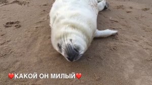 ❤️Baby of the Baltic seal❤️Детёныш балтийского тюленя❤️