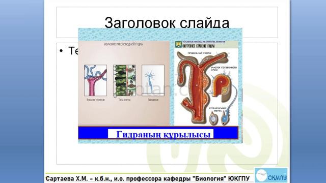 Ішекқуыстылар типі - Coelenterata смотреть онлайн