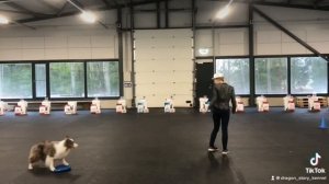 Показательные выступления по танцам с бордер колли