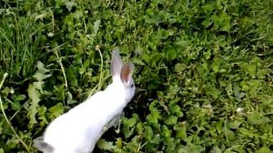 1 2 3 4 5 вышел зайчик погулять