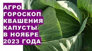 Агрогороскоп квашения капусты в ноябре 2023 года. Agrogoroscope of sauerkraut for November 2023