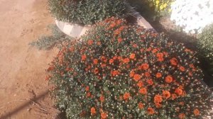 Шаровидная мультифлора гүлдерім.Хризантема  в октябре