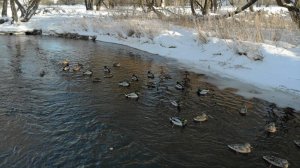 С лайками к уткам