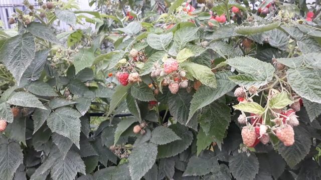 Малина"Брусвяна" смотреть онлайн