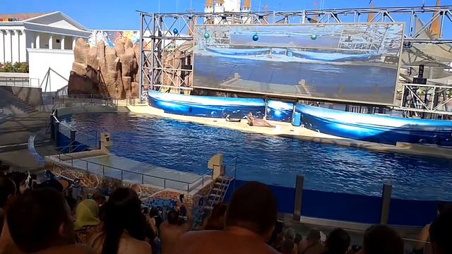 Танцующий морж на выступлении 8965380-13-11 Москва