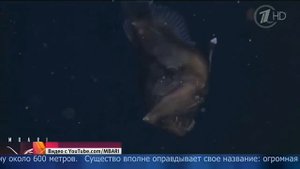 МОРСКОЙ ЧЁРТ РЕДКИЕ КАДРЫ