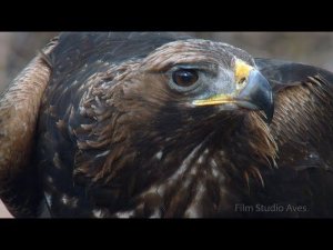 Беркут (Aquila chrysaetos)