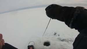 СЛЕДУЮЩИЙ ДЕНЬ ПОСЛЕ РАЗДАЧИ. ЗИМНЯЯ БЛЕСНА. ЛОВЛЯ ОКУНЯ НА САМОДЕЛЬНЫЕ БЛЕСНЫ.