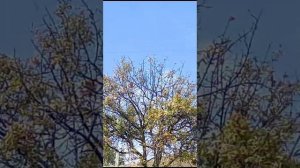 Сокол Сапсан+Голуби+Крым. Falcon Peregrine+Pigeons+Crimea.