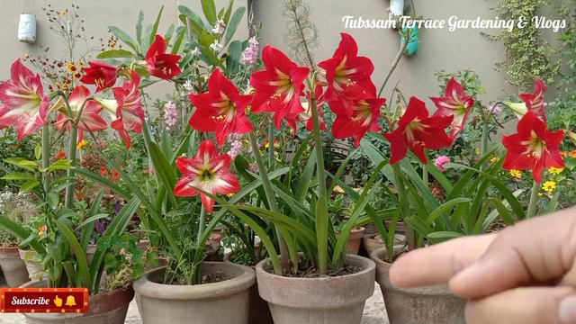 Amaryllis Lily Make Your Plants Bloom in simple & Sure Steps \\ Care& Tips смотреть онлайн