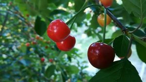 ЛАРИСА ЖУЙКОВА исполняю Караоке cover "Русский Стиль - а вишня 🍒 красная "