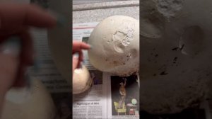 Лангерманния гигантская дождевик головач съедобный вкусный гриб