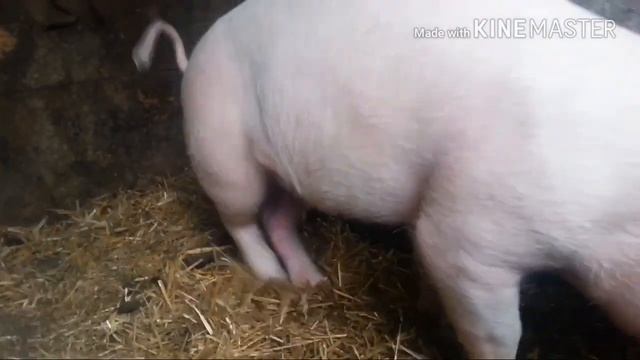 Свинья "упала на ноги". Нужна диагностика и совет. смотреть онлайн