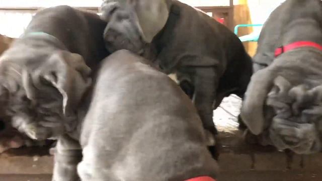 Neapolitan Mastiff puppies at 9.5 weeks, Austin, Texas смотреть онлайн