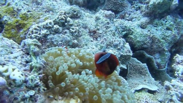 Diving at Manta City in Ishigaki Taken by Nikon AW100 смотреть онлайн