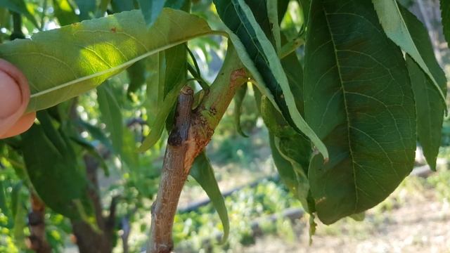 Летняя прививка зеленое в зеленое . Персик , виноград , черешня , яблоня . смотреть онлайн