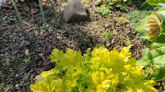 Пробіжка в перерву. Тюльпани, вероніка армянська, герань Spring time смотреть онлайн