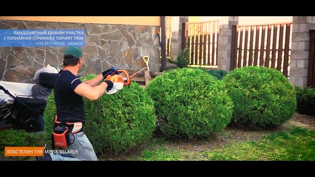 СТРИГУ ТУИ | ШАР ИЗ ТУИ | НИВАКИ | NIVAKI | Стрижка туи Минск | @VLASTELIN_MINSK смотреть онлайн