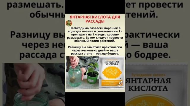 Янтарная кислота для рассады.