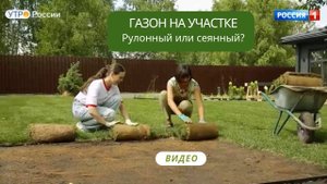 Рулонный или сеянный газон?