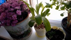УЛИЧНЫЕ ЦВЕТЫ🌺ПОСАДИЛА ДОМА