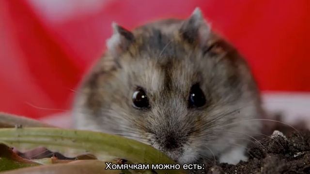 Что едят джунгарики — список полезных и вредных продуктов смотреть онлайн