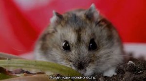 Что едят джунгарики — список полезных и вредных продуктов