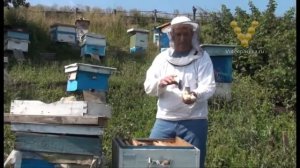 Пчеловодство. С чего пчеловоду начинать создание пасеки.