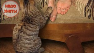 Почему коты спят в ногах человека?