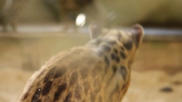 Margay and Oncilla cats in Iquitos смотреть онлайн