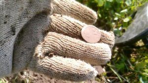 Коп в Ленинградской области денга Петра 1