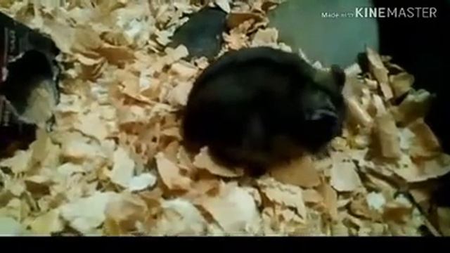 Стишок про хомячка/стишок для детей смотреть онлайн