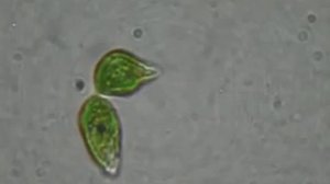 Жгутиконосцы