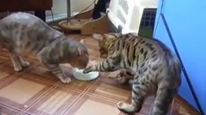 Cats fight for milk / Коты пьют молоко