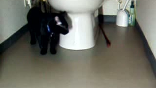 Обмани кота