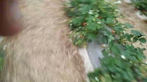 Как укорениться ус клубники без маточного куста!