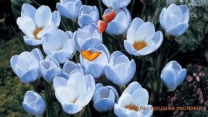 Крокус ботанический Блю Перл ? обзор: как сажать, луковицы крокусы Блю Перл