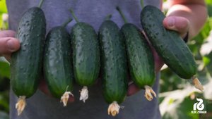 СЕМЕНА КОРНИШОНОВ - АРИНАРА РЦ F1 / ARINARA RZ F1 - Партенокарпический крупнобугорчатый корнишон