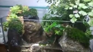Мини полюдариум с водопадом