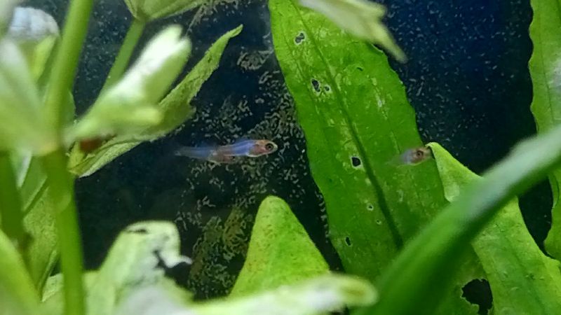 Малёчки меченосца санта-клаус им один день :-) #NIK_72 смотреть онлайн