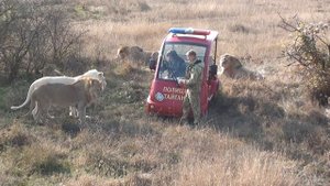 👋Директор парка Тайган Олег Зубков приехал ко львам в саванну!)) Парк Тайган!
