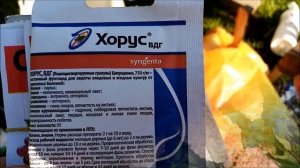 ГОРТЕНЗИИ. ОБРАБОТКА ГОРТЕНЗИЙ ОТ ЗАБОЛЕВАНИЙ